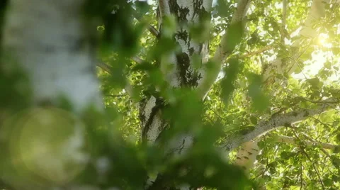 Slowly move the camera in a forest Stock Footage 58845837