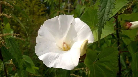 Slowly move the camera in a forest Stock Footage 58851110