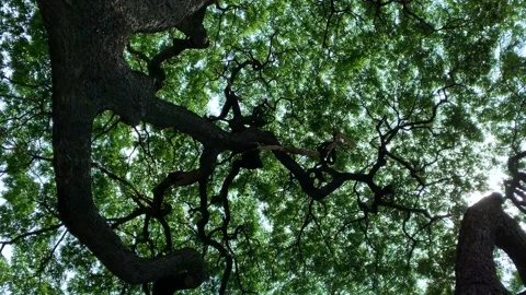 Slowly movement under trees. Tree branches and green leaves against sky Stock Footage 198809942