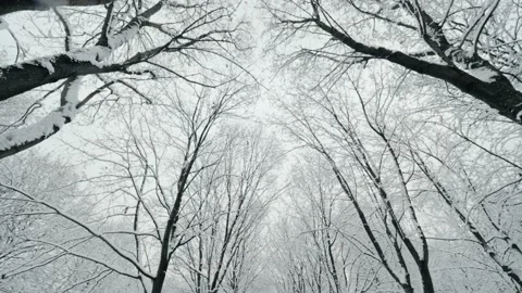 Slowly movement walking at winter forest with clear sky and frost iced trees Stock Footage 144884129