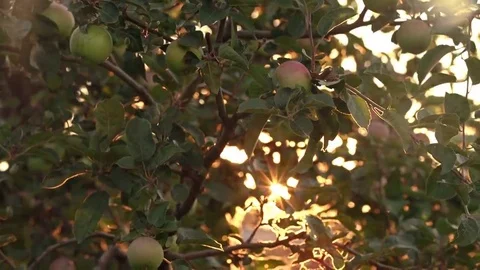 Slowly Moving Across The Branches Of Apple Tree With Ripe Apples Stock Footage 69141288