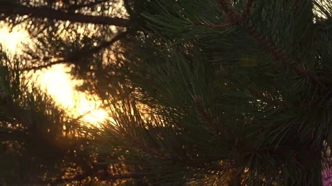 Slowly Moving Across The Branches Of Pine Tree Stock Footage 69133897