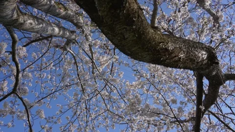 Slowly moving from the base of the cherry tree to take pictures. Stock Footage 254996820