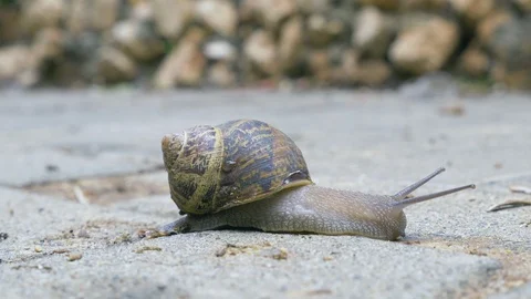 Slowly moving burgundy snail Video stock 101588053