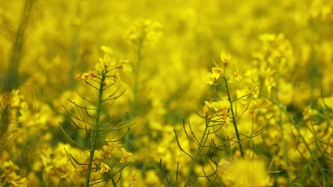 Slowly moving camera explores a field of flowering rapeseed, highlighting t.. Stock Footage 275487963