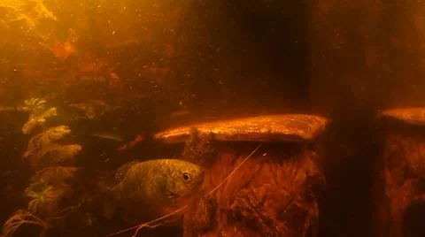 The slowly moving fish Stock Footage 47450708