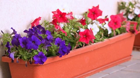 Slowly moving focus from violet to  red petunias Stock Footage 96449900