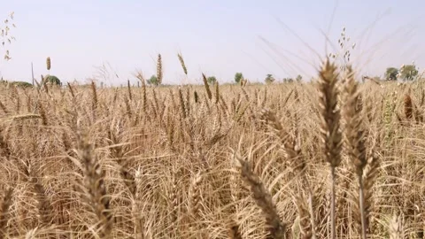 Slowly Moving Forward Through Brown Wheat Field Stock-Footage 267437985