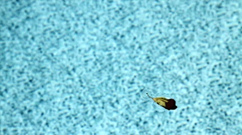 Slowly Moving Leafs in Pool Stock Footage 42009770