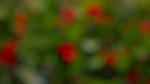 Slowly Moving Motion Background with Green and Red Stock Footage 12686118