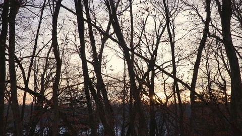 Slowly moving to as the setting sun shines through the trees in the winter. 스톡 동영상 120488890