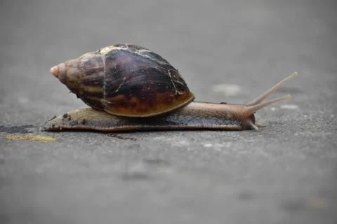 Slowly Moving Snail Stock Photos