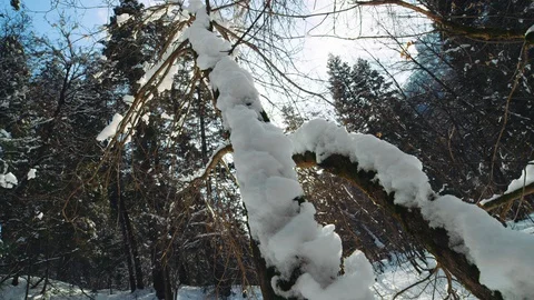 Slowly moving up snow covered tree revealing sun flare in snowy forest Stock-Footage 129425812