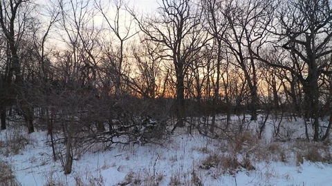 Slowly moving as the sunset shines through the trees on a winter day. Stock Footage 120488900