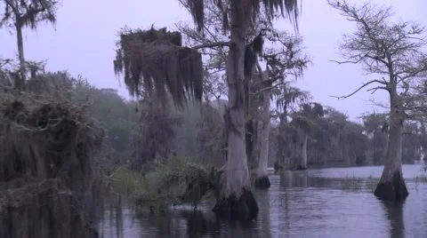 Slowly moving through Cypress trees in a misty dawn fog Video stock 61357996