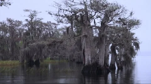 Slowly moving through Cypress trees, Florida Stock Footage 61408186