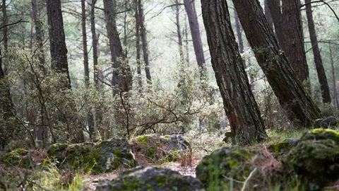 Slowly moving through a forest Video stock 87878465