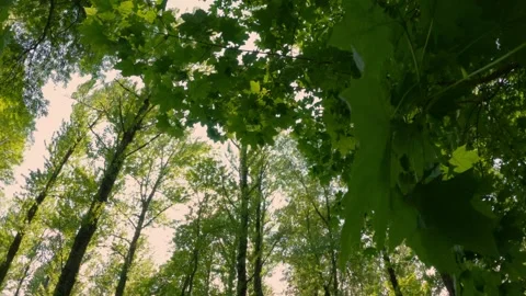 Slowly moving through the forest at sunset in summer Vidéo 197023283