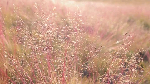 Slowly moving through the grasses high on a mountain in the Bolivian Andes Stock Footage 120607855