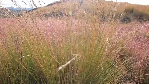 Slowly moving through the grasses high in the Andes mountains in Bolivia 스톡 동영상 120607915