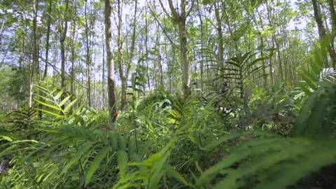 Slowly moving through a tropical forest Stock Footage 231742354