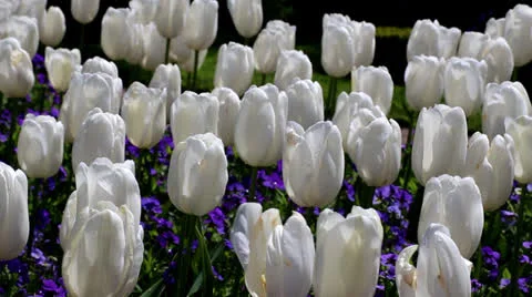 Slowly Moving Tulips Video stock 23728584