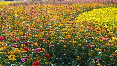 Slowly pan view field of Common Zinnia or Youth-and-oldage in a sunny day Stock Footage 144476093