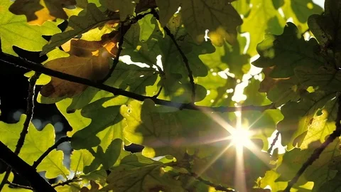 Slowly panning across an oak tree with autumn leaves and sunlight close up Stock Footage 122230104