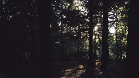 Slowly panning forest at sunset on a summer day with sun blowing out Stock Footage 119764095