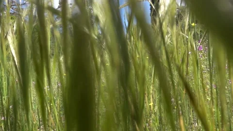 Slowly passing through tall grass in spring landscape Stock Footage 252082688