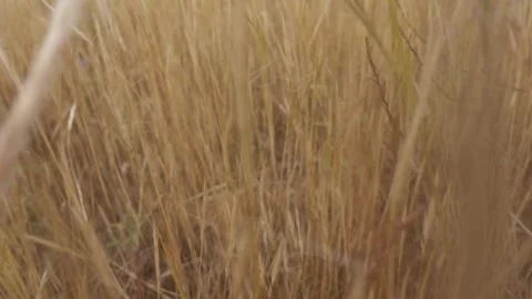 Slowly passing through withered hay straw tall grass summer nature slow motion Stock Footage 252083051