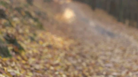 Slowly refocused forest scene with two seniors in the scene Stock Footage 56636634