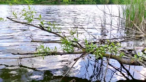 Slowly relaxed flowing water of the river Video stock 196147902