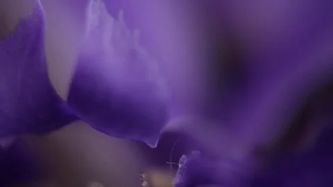 Slowly revolving iris flower Video stock 82339345