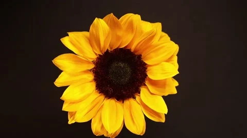 Slowly revolving sunflower Stock Footage 63017853