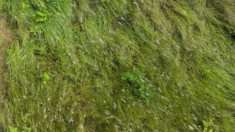 Slowly rising above pressed green grass texture on hillside slope in Bangladesh Stock Footage 345172070
