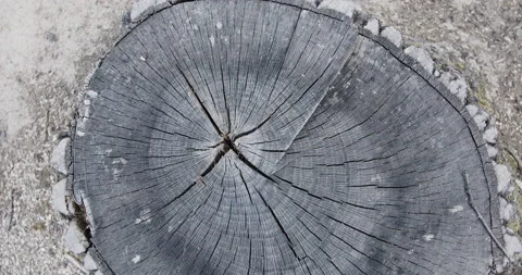 Slowly rotates close-up of an old stump. Huge textured. Stock Footage 158743302