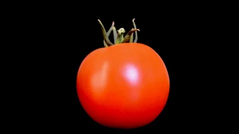 Slowly rotating tomato on black background 스톡 동영상 115912082