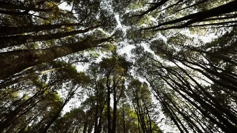 Slowly rotating view of the trees in the forest Stock Footage 123100959