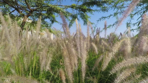 Slowly sliding a fluffy grass Stock Footage 96740154