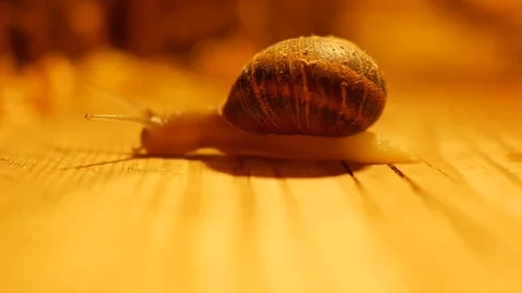 Slowly Snail on the floor Video stock 84022981