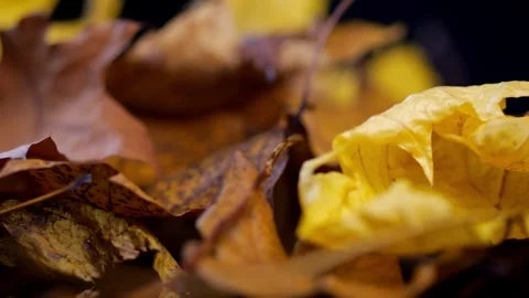 Slowly spinning, a pile of fall leaves radiates warm hues of autumn against.. Video stock 256288409