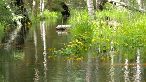Slowly streaming small river in forest Stock Footage 266489137