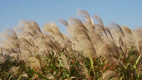 Slowly sways in the wind. Stock Footage 167163599