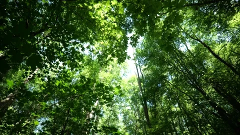 Slowly Tracking Under Dense Foliage in Summer Woods 動画素材 337305602