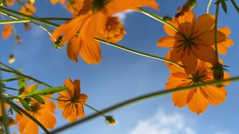 Slowly turn the camera at a low angle in a cosmos field to capture 4K video. 스톡 동영상 243261505