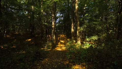 Slowly walking in the forest Stock Footage 101129644