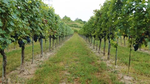 Slowly walking forward along a grassy path between rows of vines with dark Stock Footage 345849791