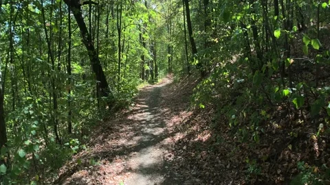 Slowly walking through the forest by fall 4K 60fps video Stock Footage 161146197