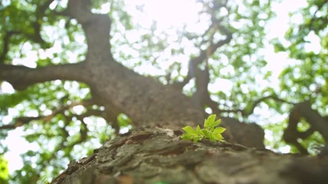Slowly zoom in to Wind blowing Small green plant growing on trunk of tall tree Stock Footage 198825261